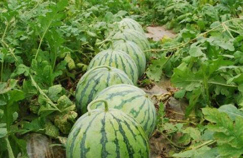 15种吃瓜技巧视频,解锁夏日清凉新姿势