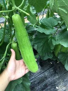 一个简单的吃瓜群众视频,揭秘吃瓜群众视角下的短视频魅力