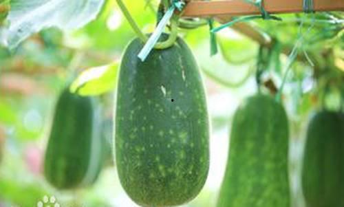 阳春吃瓜视频,揭秘瓜界新潮流