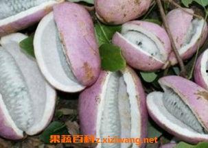 八月瓜的籽怎么吃的视频,视频教你轻松解锁美味秘诀