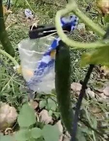 巴州吃瓜事件真相视频大全,揭秘真相背后的视频大全