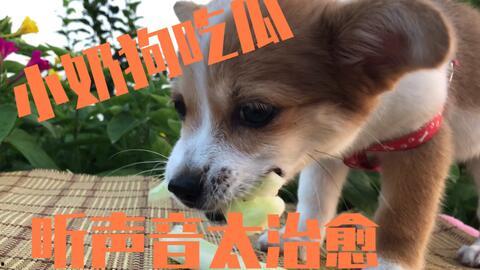 吃瓜被误伤的小狗视频,一场意外引发的爱心接力