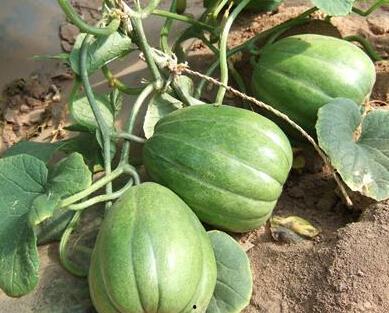 香瓜弟弟今日吃瓜视频,揭秘娱乐圈最新热点事件