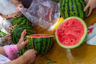 各种吃瓜技术视频,跟随吃瓜技术视频解锁美味新境界